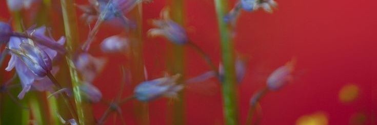 Olita 🌊 banner