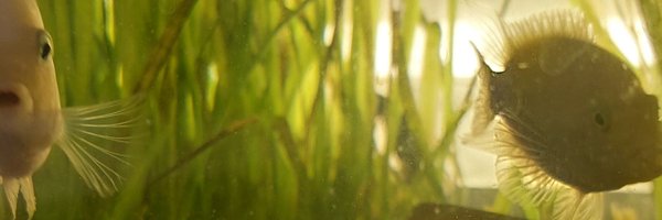 pirograph Profile Banner