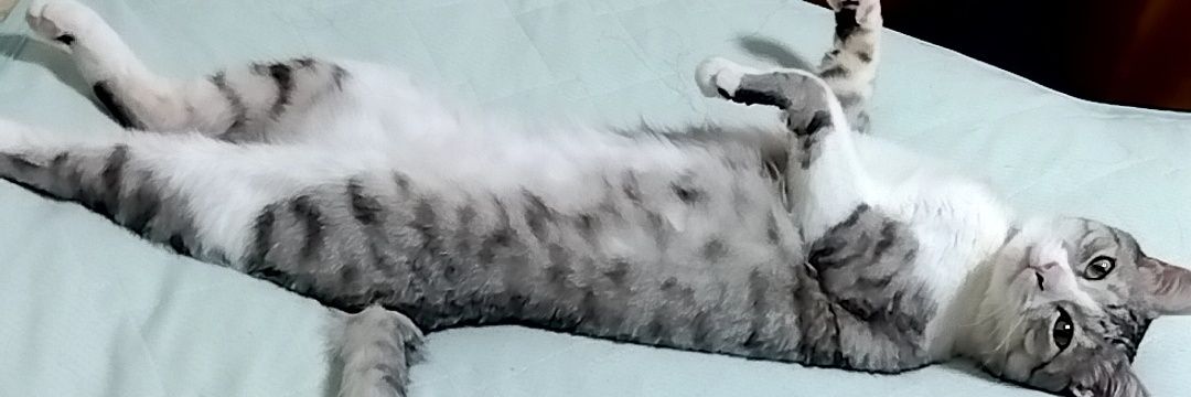 kinka_uo's profile banner image