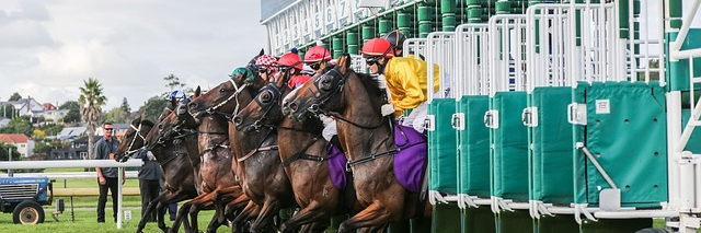 PUNTING.PRO AUSTRALIA - HORSE RACING TIPS banner