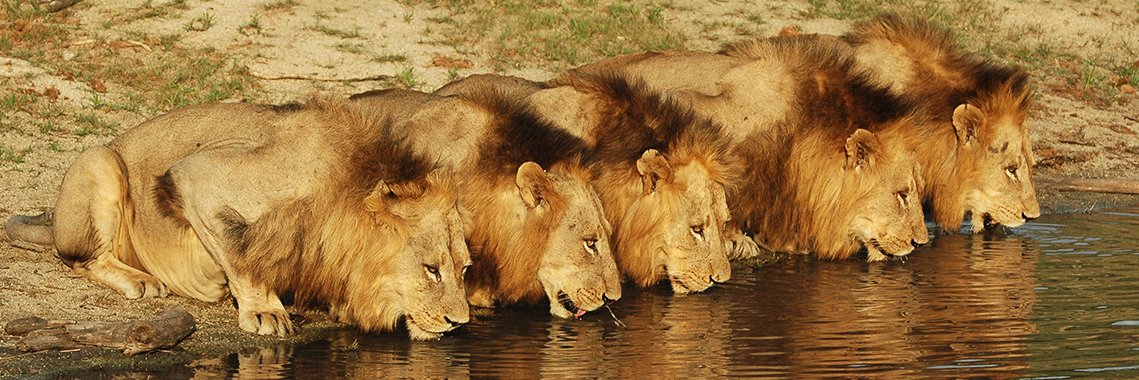 Lebo (not Mathosa) ᥫ᭡ banner