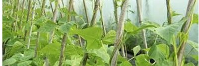 Dr. MANIRERE Jean D'Amour banner