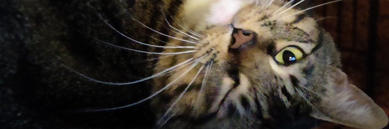 gavin, croc of cool banner