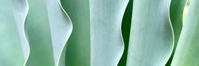 Carla Castignani banner