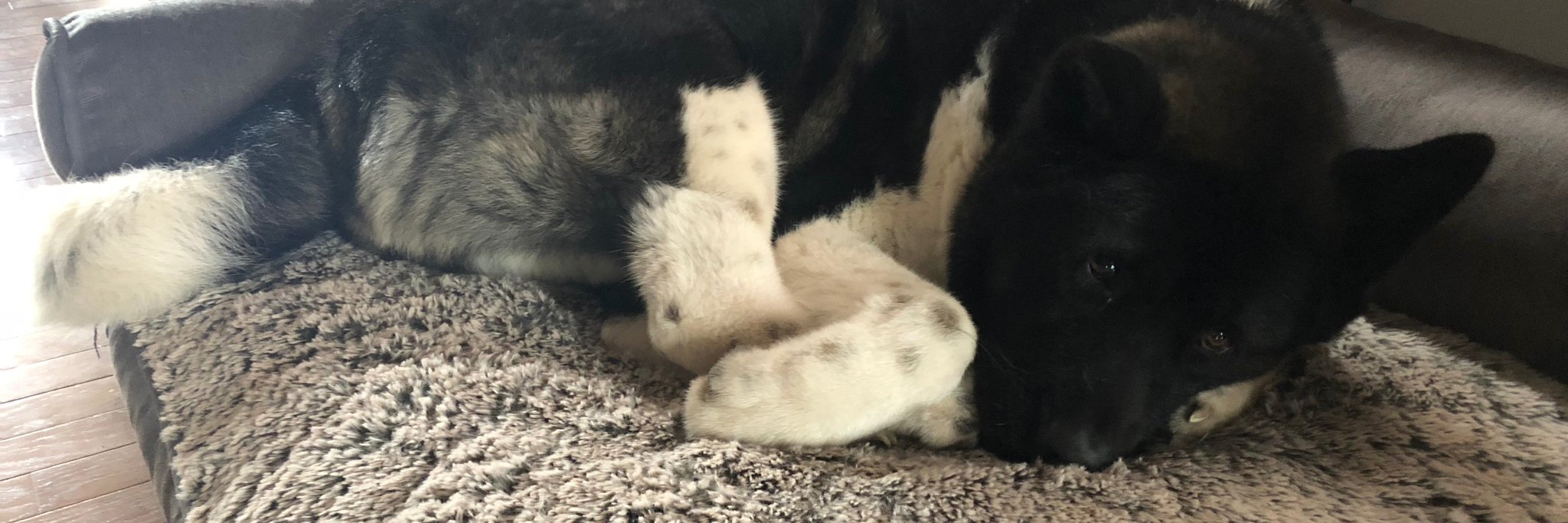 Charles Schlaepfer MD banner