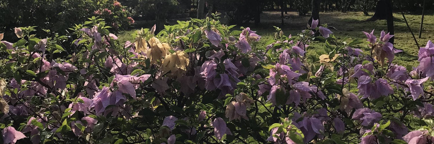 AlejandraDc5's profile banner image