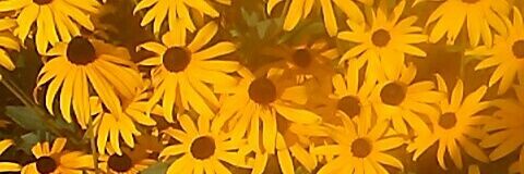 _carter_dangelo's profile banner image