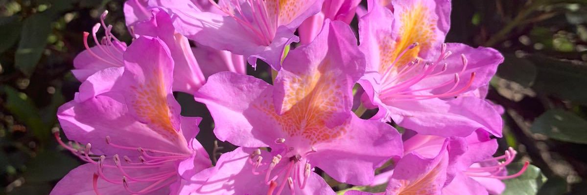 Sandra Pycock 💙 banner