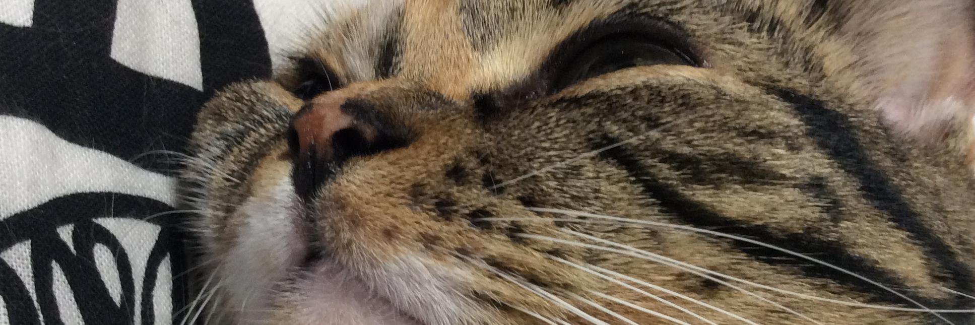 Chiko6's profile banner image