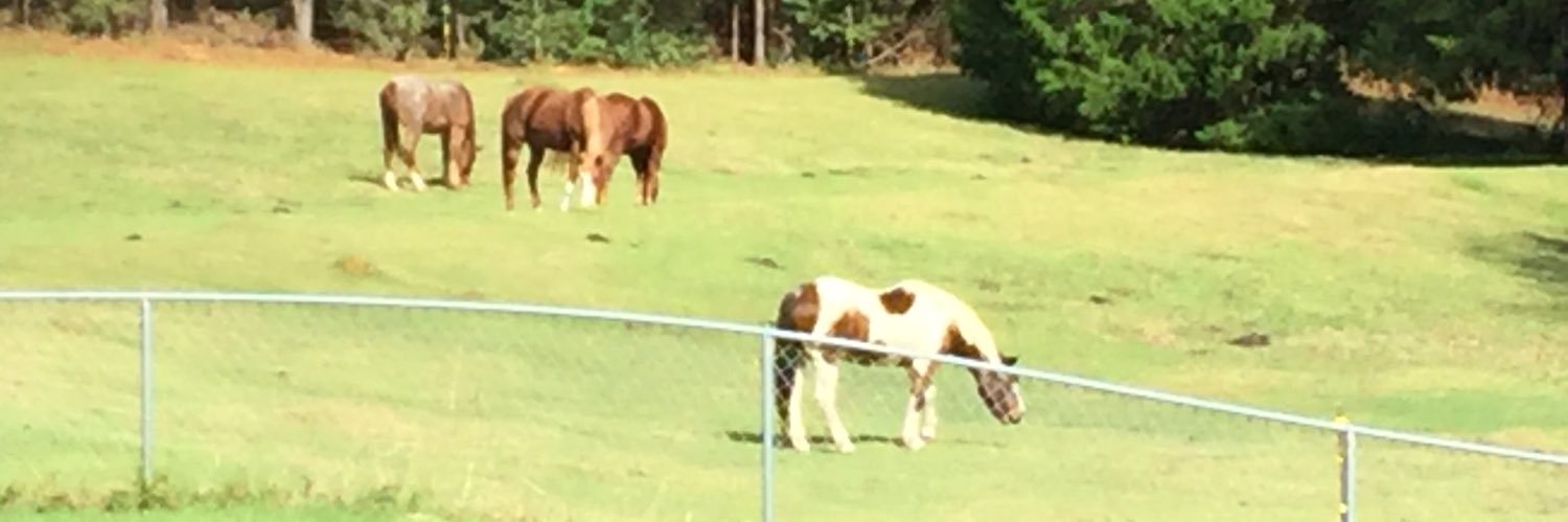 Marlene Chestnut banner