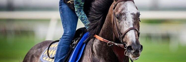 PROYECTIL HIPICO banner
