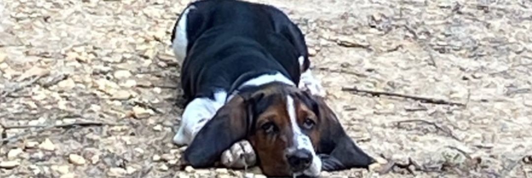 Baskerville Hound banner