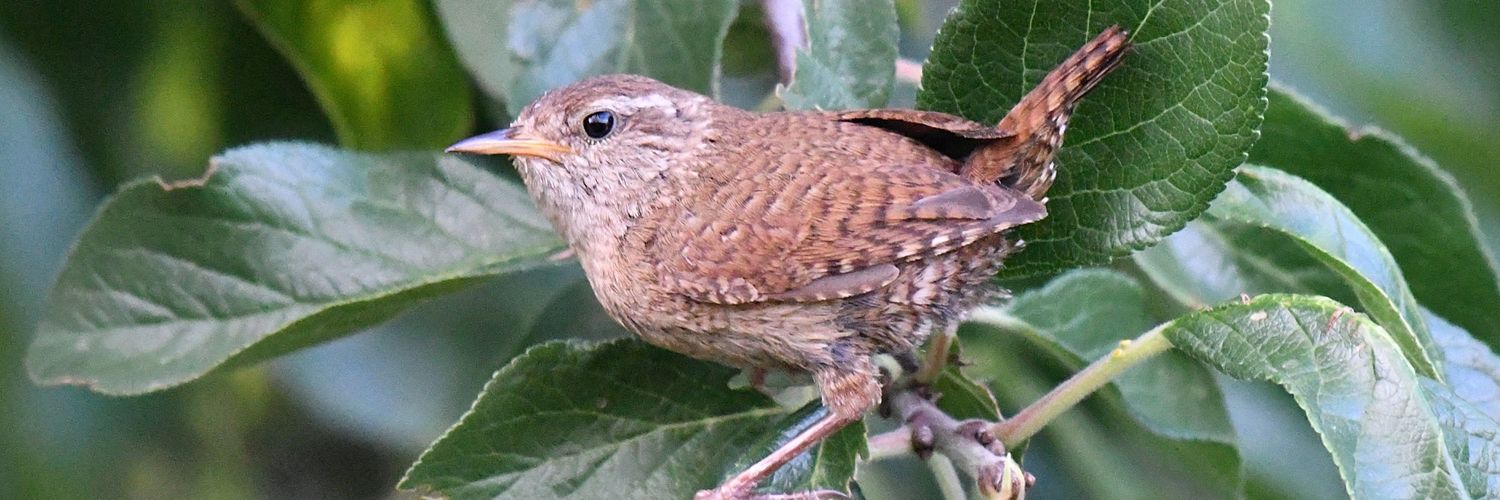 wildlifebcn's profile banner image
