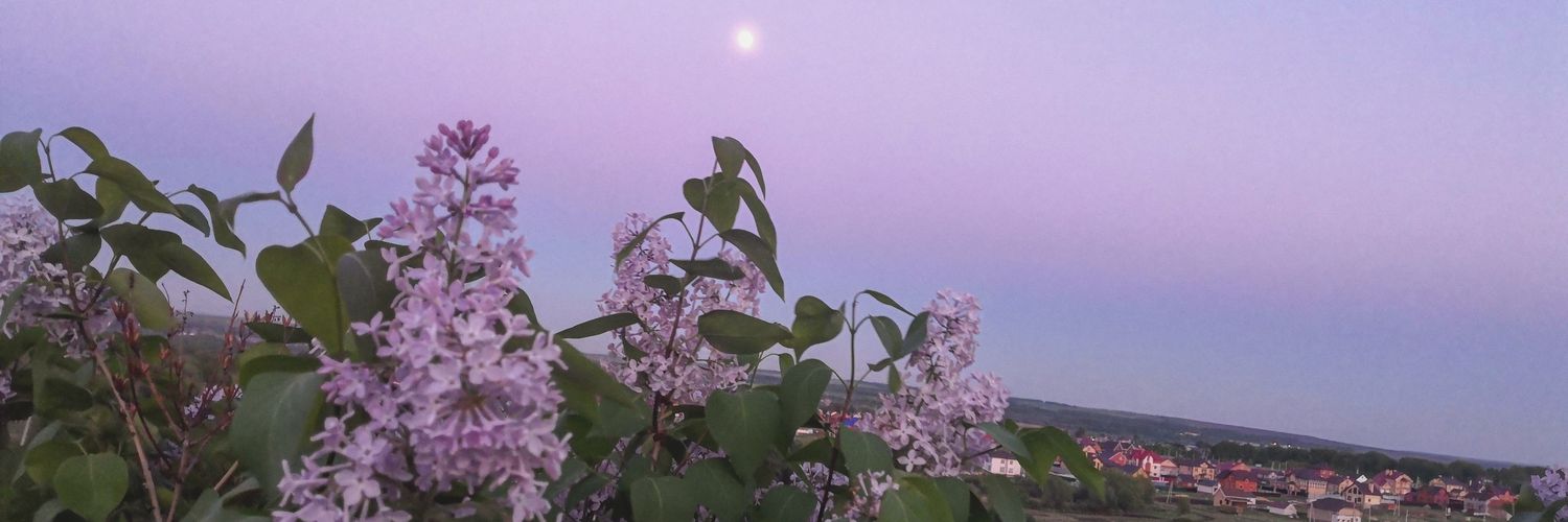 Alinagerseta's profile banner image