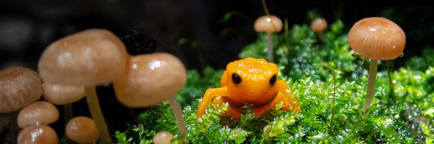 Shannon Buttimer, PhD banner