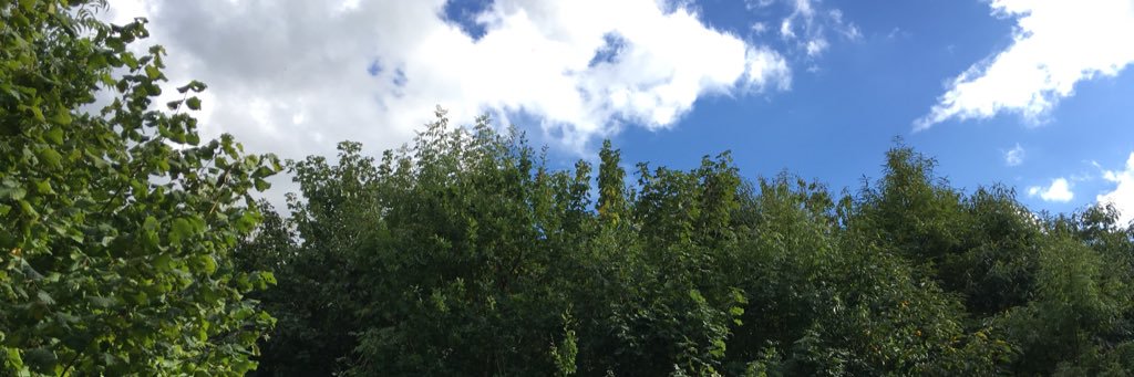 Danesfield Forest banner