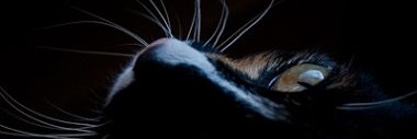 Visula's profile banner image