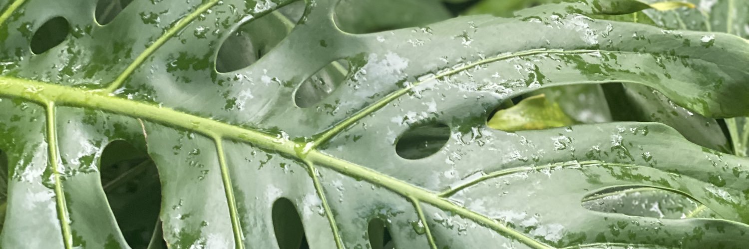 fleurMM's profile banner image