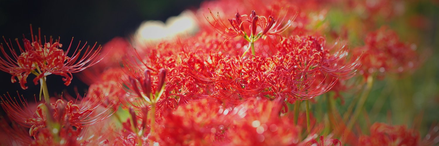 mamachi_01's profile banner image