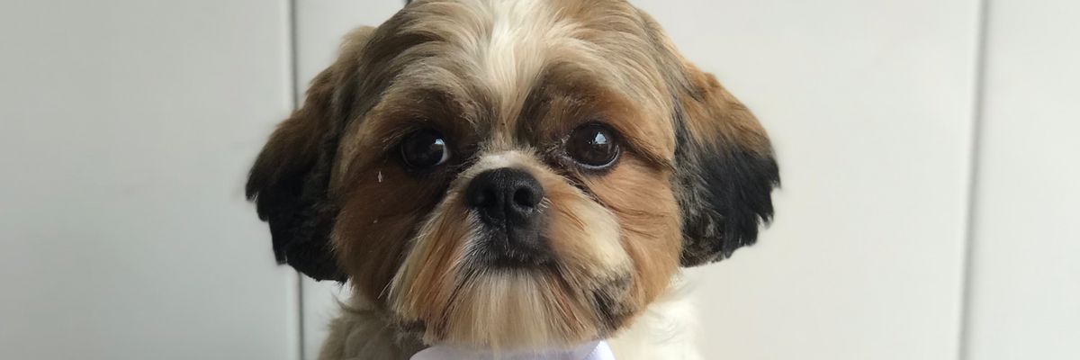 Teixeira ✨🍒 banner