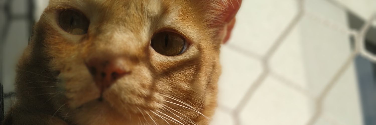 PauloHMini's profile banner image