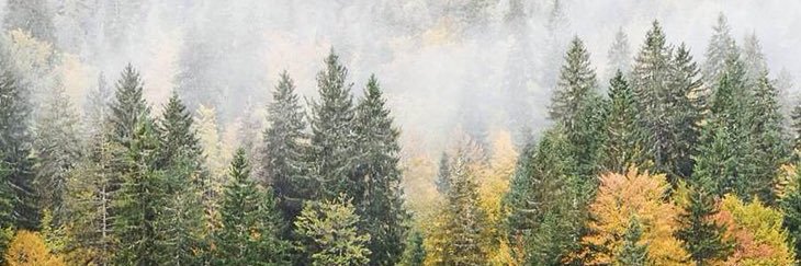 indigobree's profile banner image