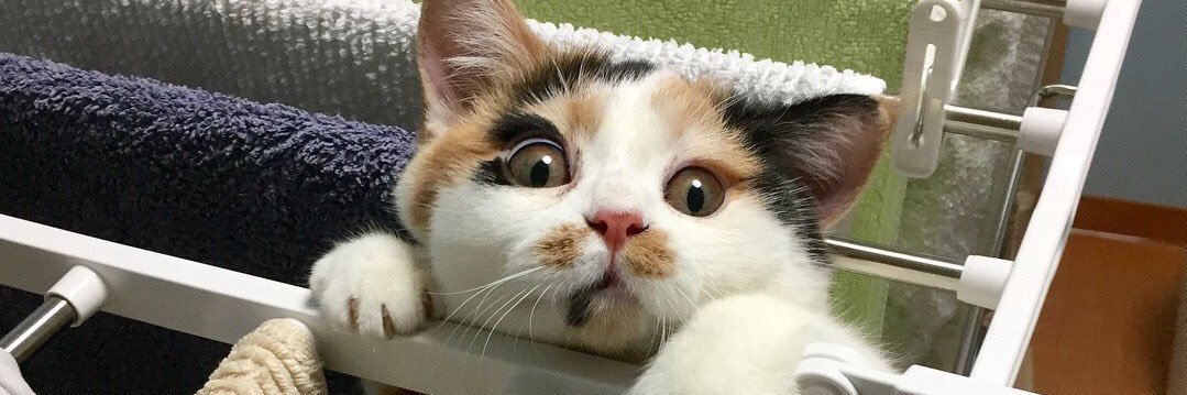 ameliazman's profile banner image