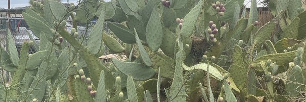 Pamnation Profile Banner