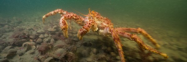 bsaavedrap Profile Banner