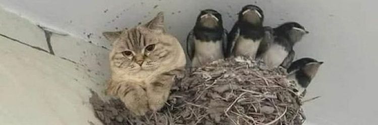 Nanda 🐶🐩🌟🐩 🇪🇭 banner