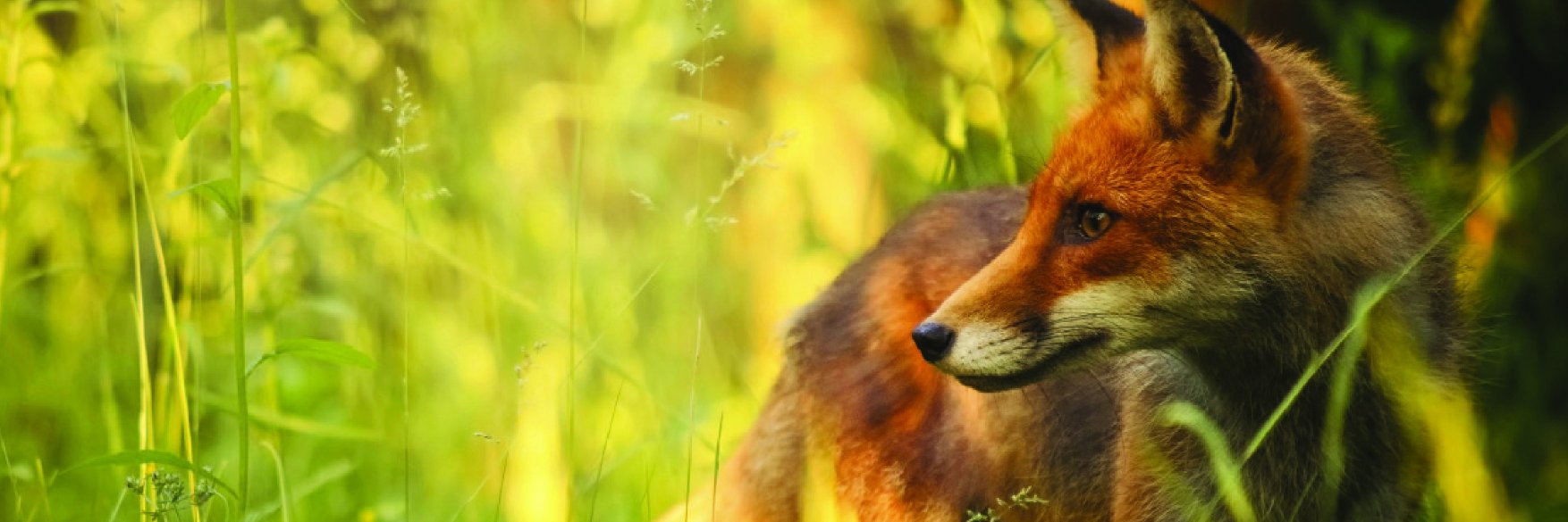 Cheshire Monitors banner