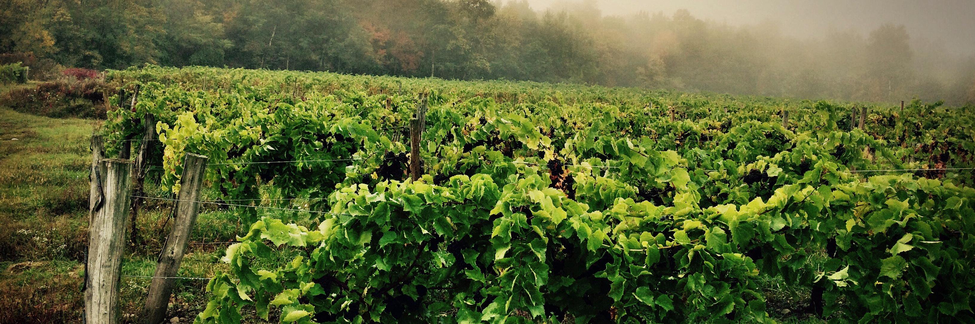 Bully Hill Vineyards banner