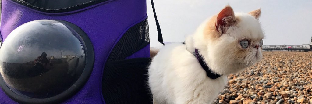 Murple meowface banner