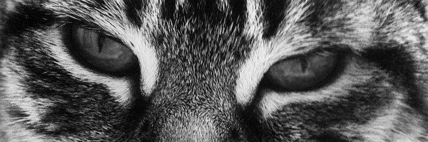 Nederspaans Profile Banner