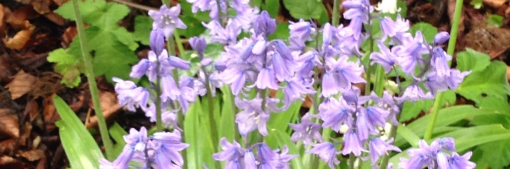 Judith Loftus banner