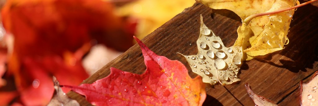 Mary Bouchard banner