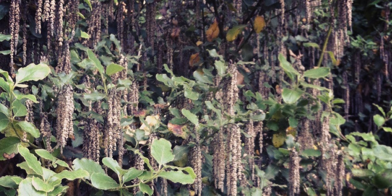 NdeSamarkandi's profile banner image