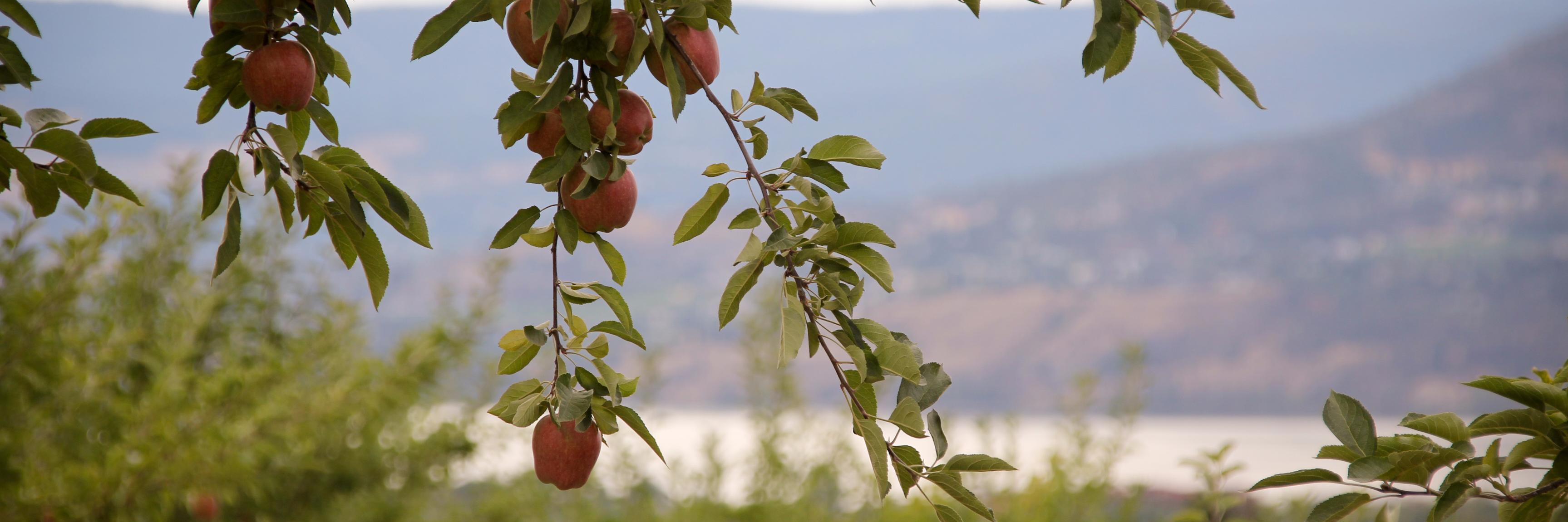 WardsHardCider's profile banner image