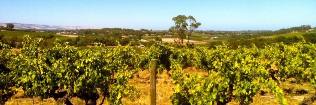 Tim Wildman MW banner