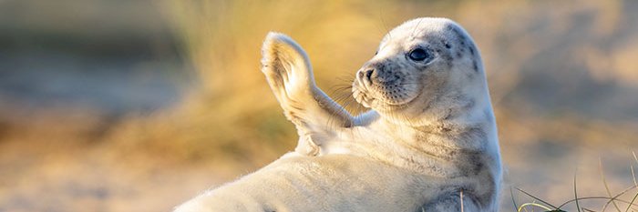 Qualquer coisa domin banner