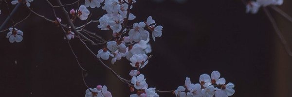 _wolfmoxie Profile Banner