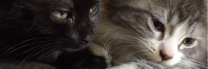 KristinCallio13's profile banner image