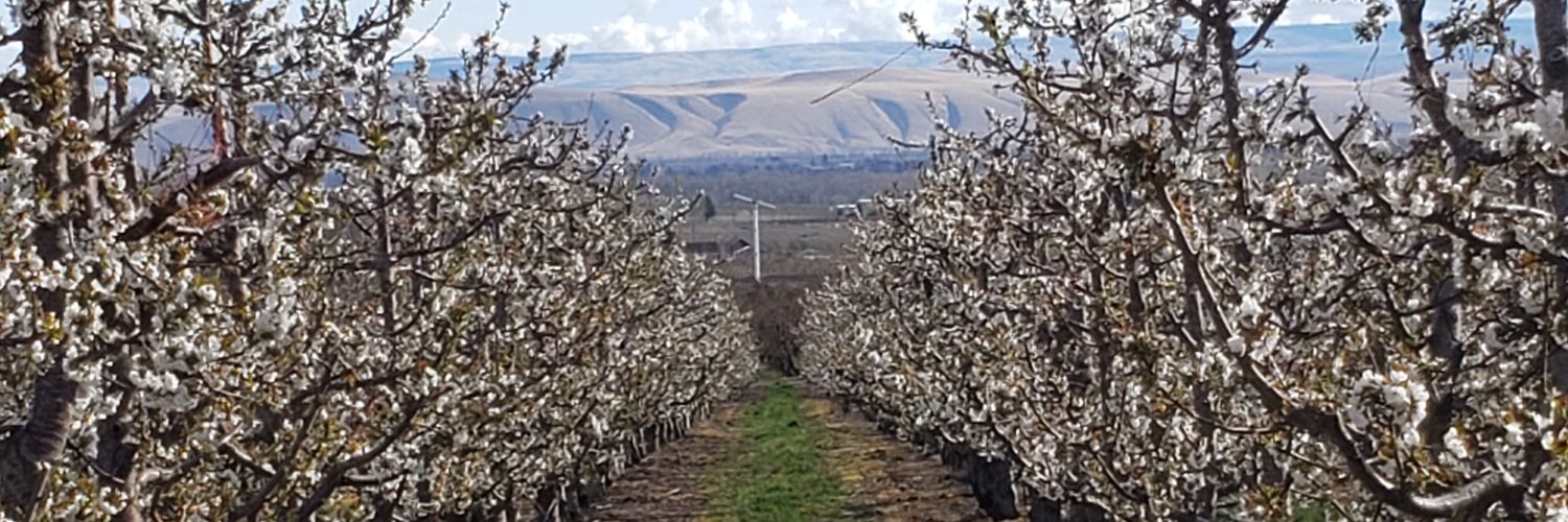 NickRegimbal's profile banner image