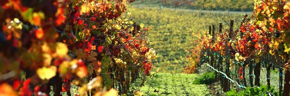 winerysite's profile banner image