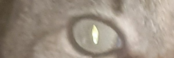 riflessionegatt Profile Banner