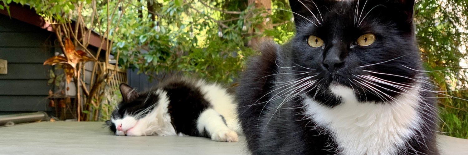 PoCoKat's profile banner image