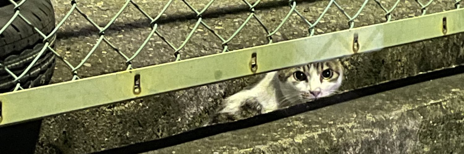せあら banner