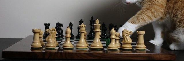 Grandmeowster Charlie the Chess Cat ♟🌈 banner