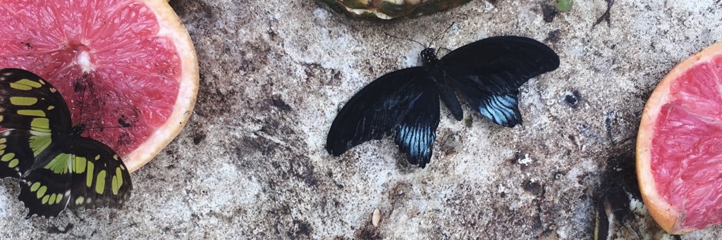 BethShoreyPJ's profile banner image