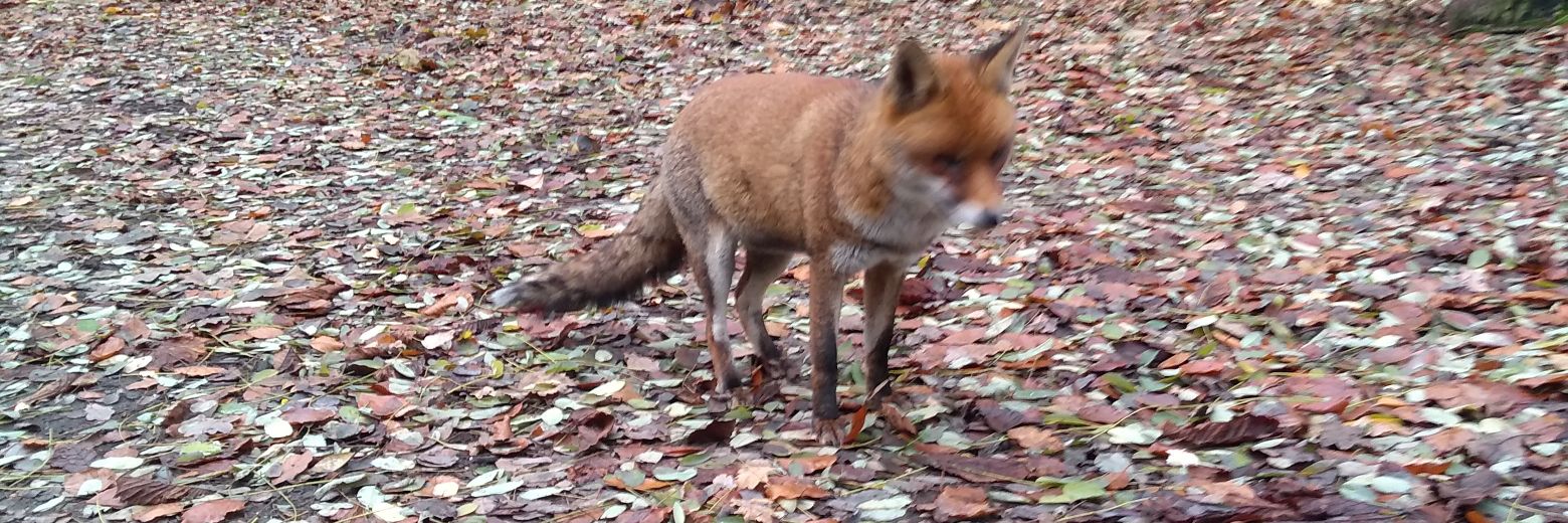 Kris Krowe 🩸💙#FBNHS banner